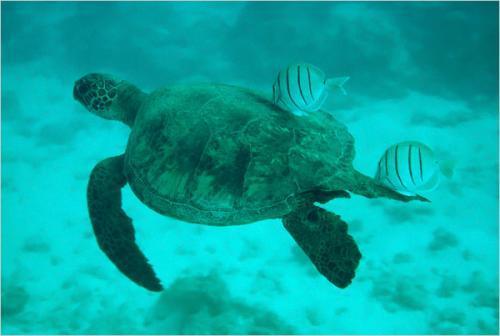 ����ѧ�ҹ��������������Ƭ����ѧ�ҹ��������������Ƭ