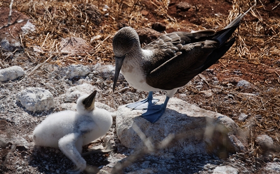 ΢���������Ư��Win7����