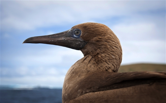 ΢���������Ư��Win7����