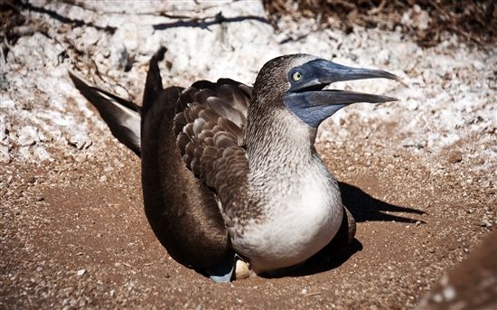 ΢���������Ư��Win7����