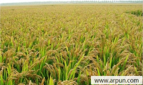 广东湛江种出海水稻 专家吁加强全面保护