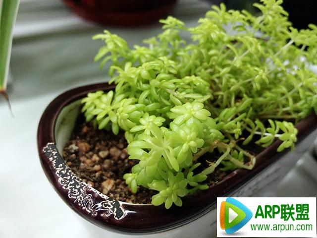 OPPO N3评测OPPO N3评测:旋转镜头和价格的进化论