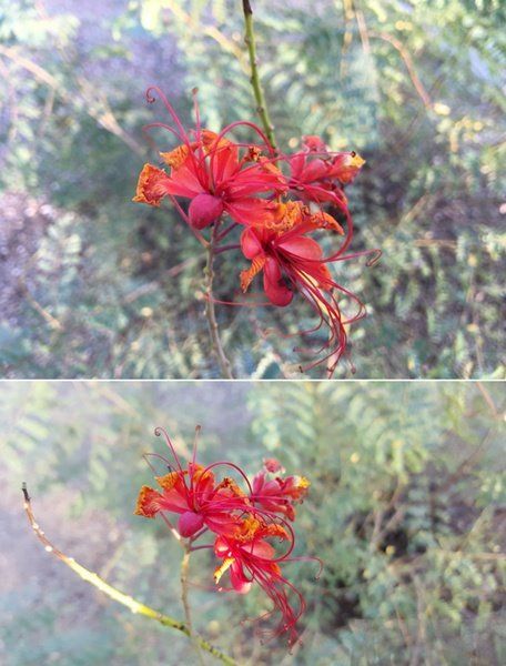 iPhone6s plus拍照对比三星Note5