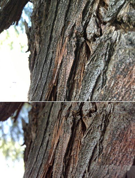 iPhone6s plus拍照对比三星Note5