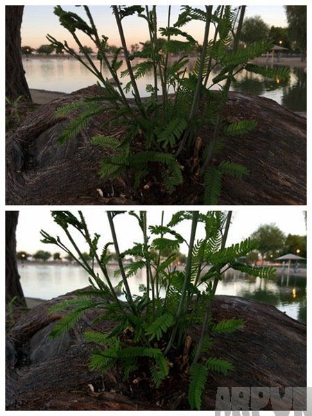 iPhone6s plus拍照对比三星Note5