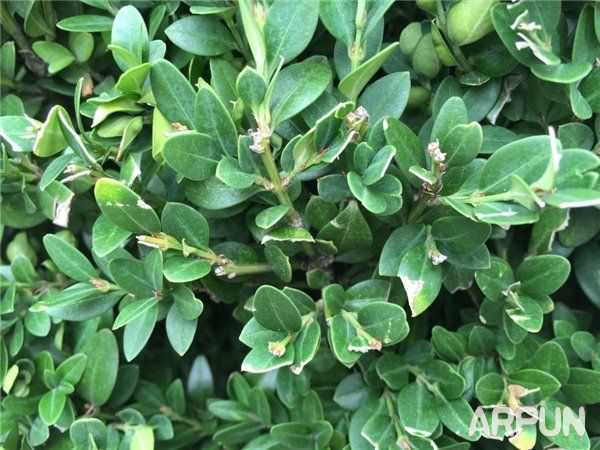 iPhone6s与三星S6拍照哪个好?iPhone6s和三星S6拍照对比iPhone6s与三星S6拍照哪个好?iPhone6s和三星S6拍照对比