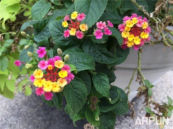 iPhone6s与三星S6拍照哪个好?iPhone6s和三星S6拍照对比iPhone6s与三星S6拍照哪个好?iPhone6s和三星S6拍照对比