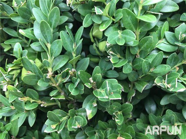 iPhone6s与三星S6拍照哪个好?iPhone6s和三星S6拍照对比iPhone6s与三星S6拍照哪个好?iPhone6s和三星S6拍照对比