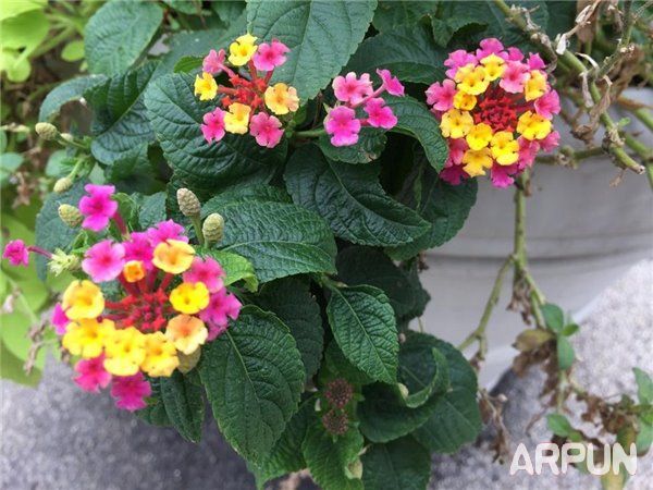 iPhone6s与三星S6拍照哪个好?iPhone6s和三星S6拍照对比iPhone6s与三星S6拍照哪个好?iPhone6s和三星S6拍照对比