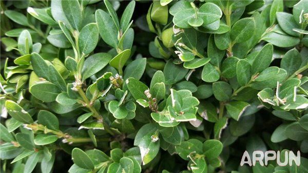 iPhone6s与三星S6拍照哪个好?iPhone6s和三星S6拍照对比iPhone6s与三星S6拍照哪个好?iPhone6s和三星S6拍照对比