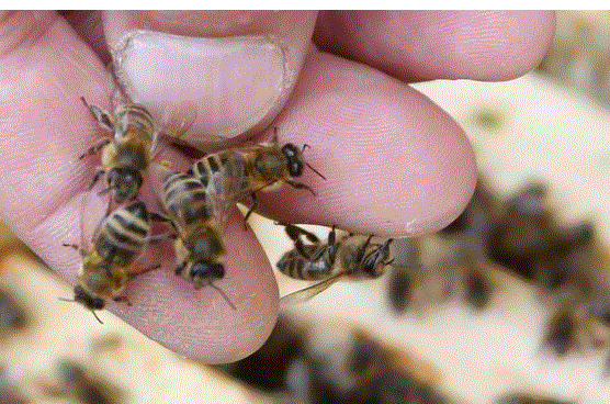 买水果恐更贵 美国传出40%蜂群死亡