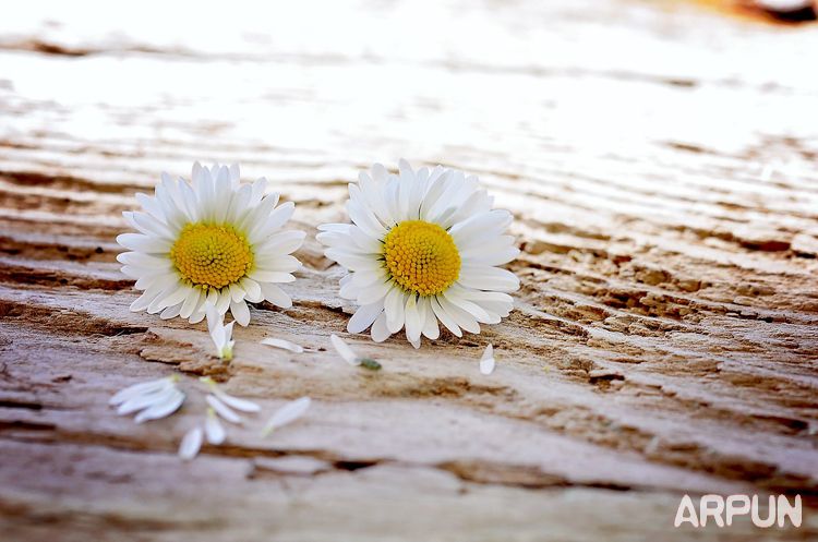 ���ֱ�֪--8��ԭ��ᵼ����ĵ���Ӱ����ͣ�Ͳ�ǰ���ֱ�֪--8��ԭ��ᵼ����ĵ���Ӱ����ͣ�Ͳ�ǰ arpun.com