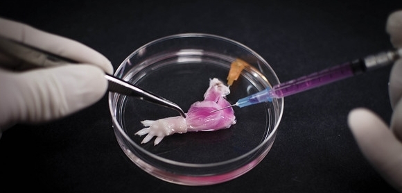 断臂居然可以再生?