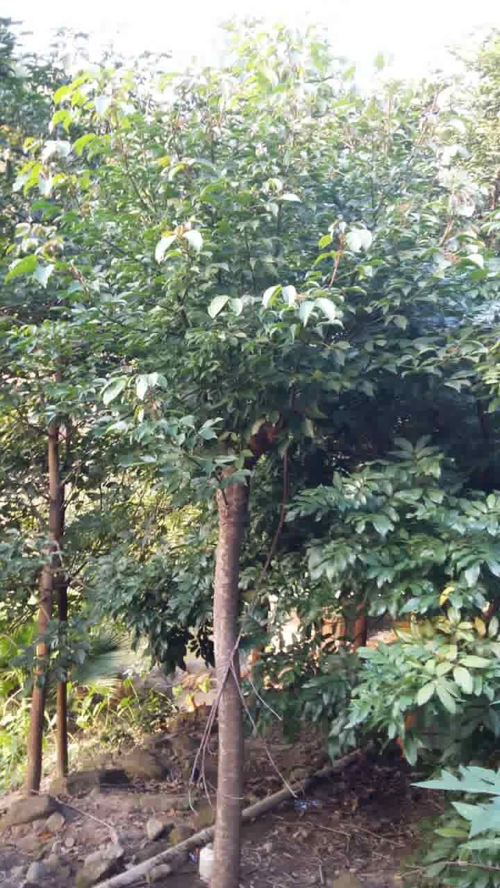 �㶫�������ǻ�ľ��*�̻�������*�̻���԰�ֻ��� ���������ֹ�Ի�ľ��