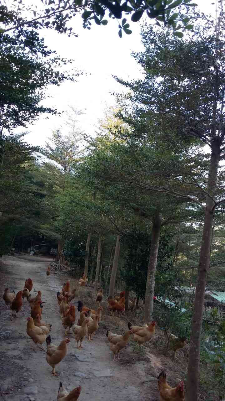 �㶫�������ǻ�ľ��*�̻�������*�̻���԰�ֻ��� ���������ֹ�Ի�ľ��