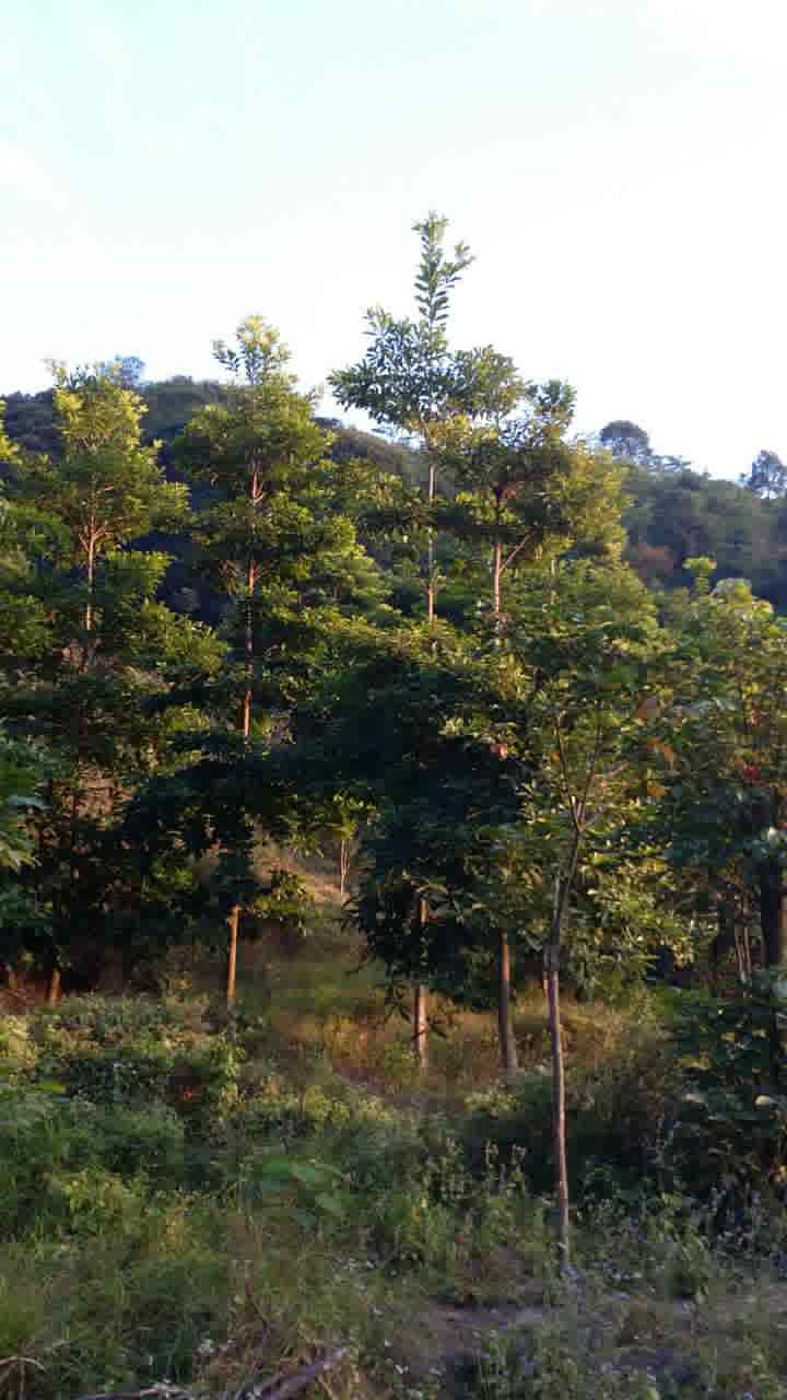 �㶫�������ǻ�ľ��*�̻�������*�̻���԰�ֻ��� ���������ֹ�Ի�ľ��