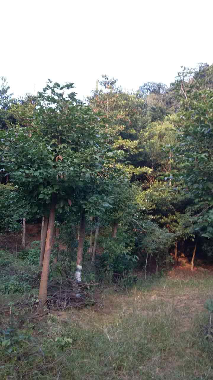 �㶫�������ǻ�ľ��*�̻�������*�̻���԰�ֻ��� ���������ֹ�Ի�ľ��