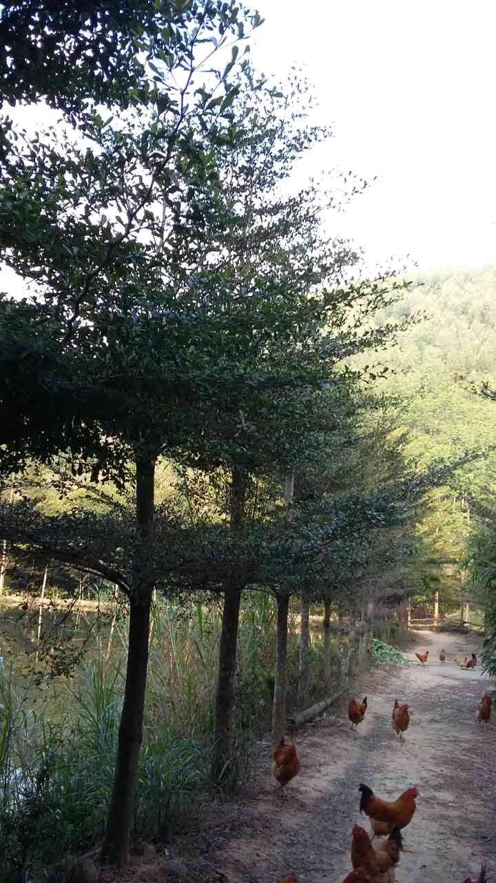 �㶫�������ǻ�ľ��*�̻�������*�̻���԰�ֻ��� ���������ֹ�Ի�ľ��