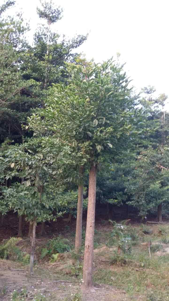 �㶫�������ǻ�ľ��*�̻�������*�̻���԰�ֻ��� ���������ֹ�Ի�ľ��