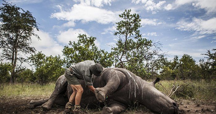 �������50���ھ��Ѿ������������2/3��Ұ������!