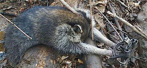 �������50���ھ��Ѿ������������2/3��Ұ������!