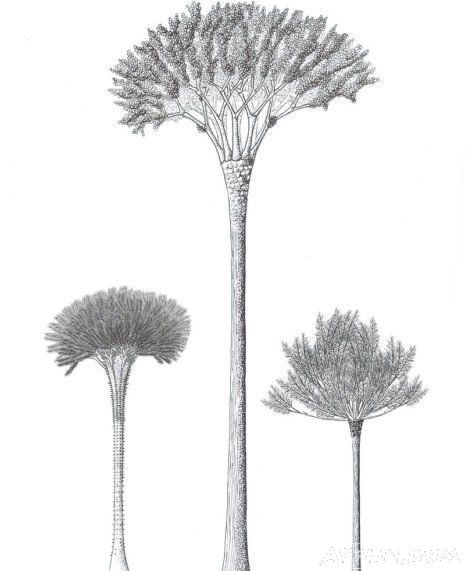 星球上有史以来第一棵树的研究能告诉我们什么?比我们想像的要复杂得多