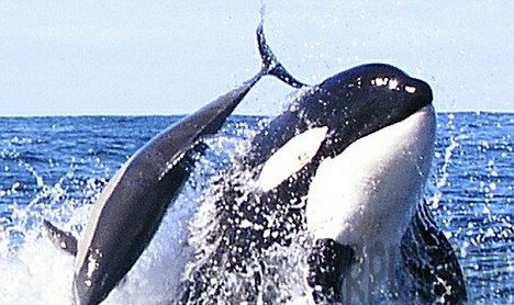 世界上最深的马里亚纳海沟深处发现大量的人造垃圾!