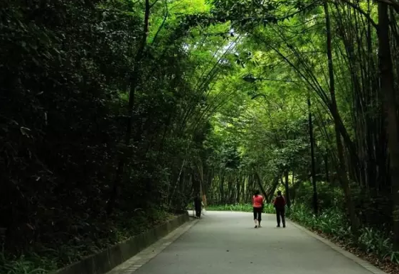 周末骑行去哪里?广州最全绿道攻略在这里