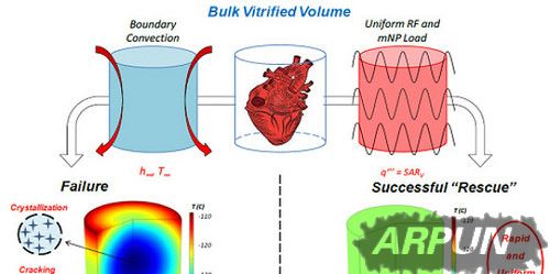 ��ѧ�ҷ�����νⶳ�䶳��������ٶ�������˺��ķ���