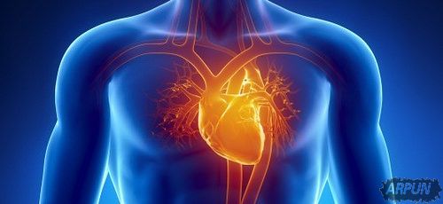 一直以来科学家都不知道心脏是如何跳动,现在可能终于有答案了!