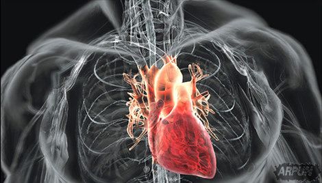 一直以来科学家都不知道心脏是如何跳动,现在可能终于有答案了!