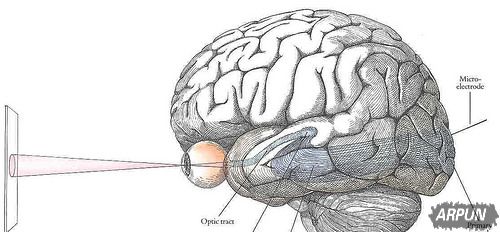 ��ѧ���Ѿ�������˹�����Ĥֲ������Իָ��������˵�������