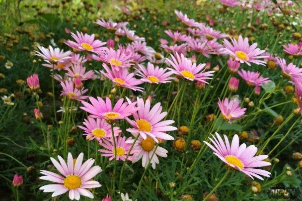 华为P10拍照效果比P9强多少?68GP4ZREO9C1_IMG_20160604_180259_600