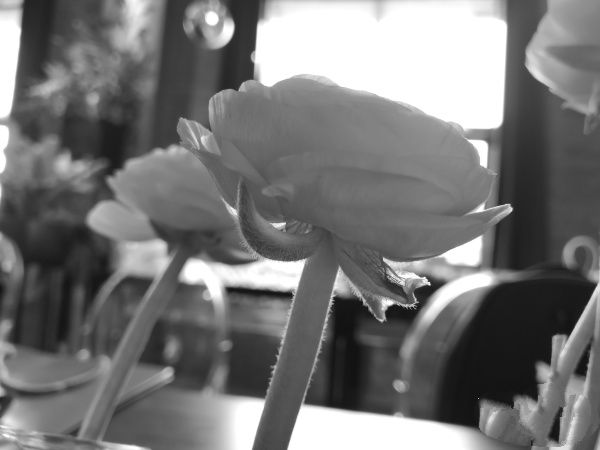 华为P10拍照效果比P9强多少?GEJ436IS2GZ3_IMG_20170306_141917_600