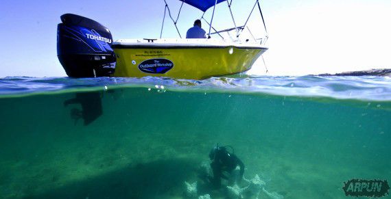 超有创意! 3D列印技术可拯救死亡中的珊瑚礁!