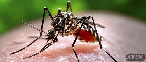 人造演化: 科学家正在用基因编辑使老鼠与蚊虫绝种!