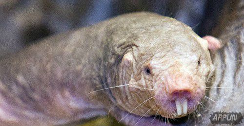 科学家发现裸鼹鼠能转变成植物不靠氧气生存!