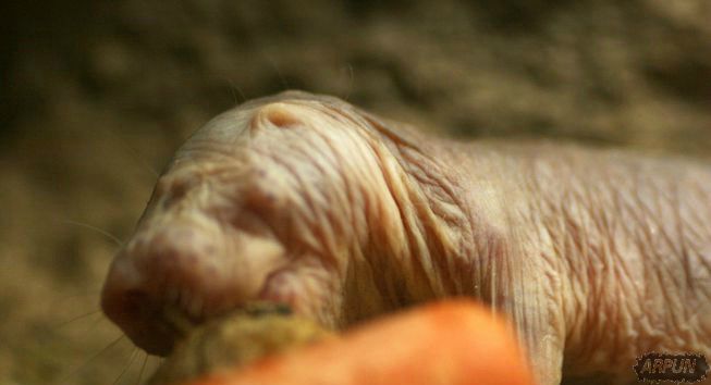 科学家发现裸鼹鼠能转变成植物不靠氧气生存!