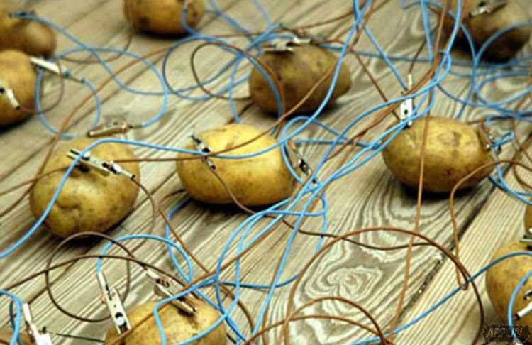 科学家发现马铃薯能发电! 一颗就能照亮你家40天