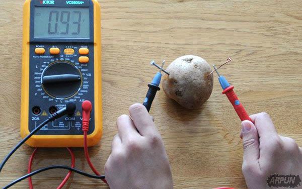 科学家发现马铃薯能发电! 一颗就能照亮你家40天