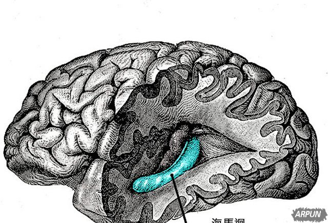 Ӥ�����ѪҺ�е����ʿ�����ǿ���䣬 Ҳ�м������Ⱥ�Ĭ֢��Ч��