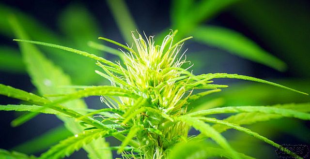 ��ѧ�ҷ��������ʹ���Գ�θ��ϵͳ�а����������������򲡣�