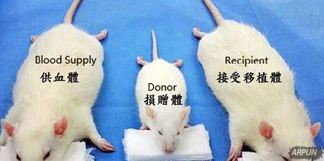 意大利外科医生给一只老鼠第二颗头,他打算实验人类头部移植手术!