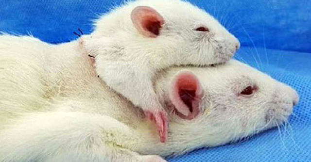 ��������ҽ����һֻ����ڶ���ͷ��������ʵ������ͷ����ֲ������