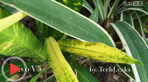 С��6 vs VIVO V5plus������ԶԱ�