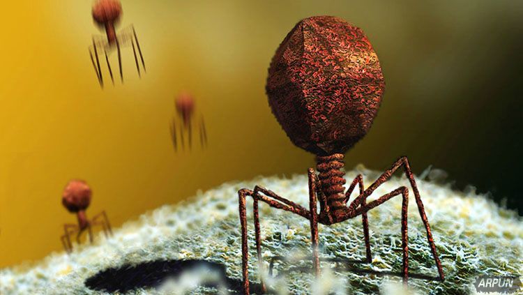 绿巨人浩克般的抗生素完全撕裂超级病菌