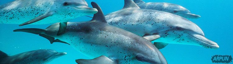 ���������Ǿ��ܷ��뺣������ԣ�