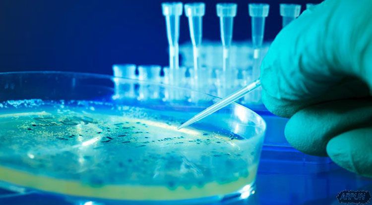 科学家在实验室里培养出可运作的人脑!