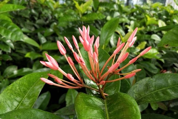 OPPO R11����