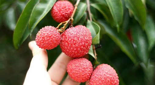 广州增城哪里有荔枝摘 2017增城摘荔枝攻略